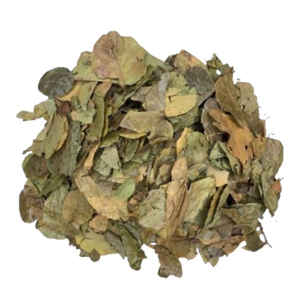 GRAVIOLA FOLHAS CH� - (ANNONA MURICATA)